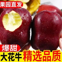 精品花牛苹果自家种植保质保量欢迎来电咨询订货