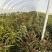 砀山产区红叶香莴笋品质保证量大价优可视频看货