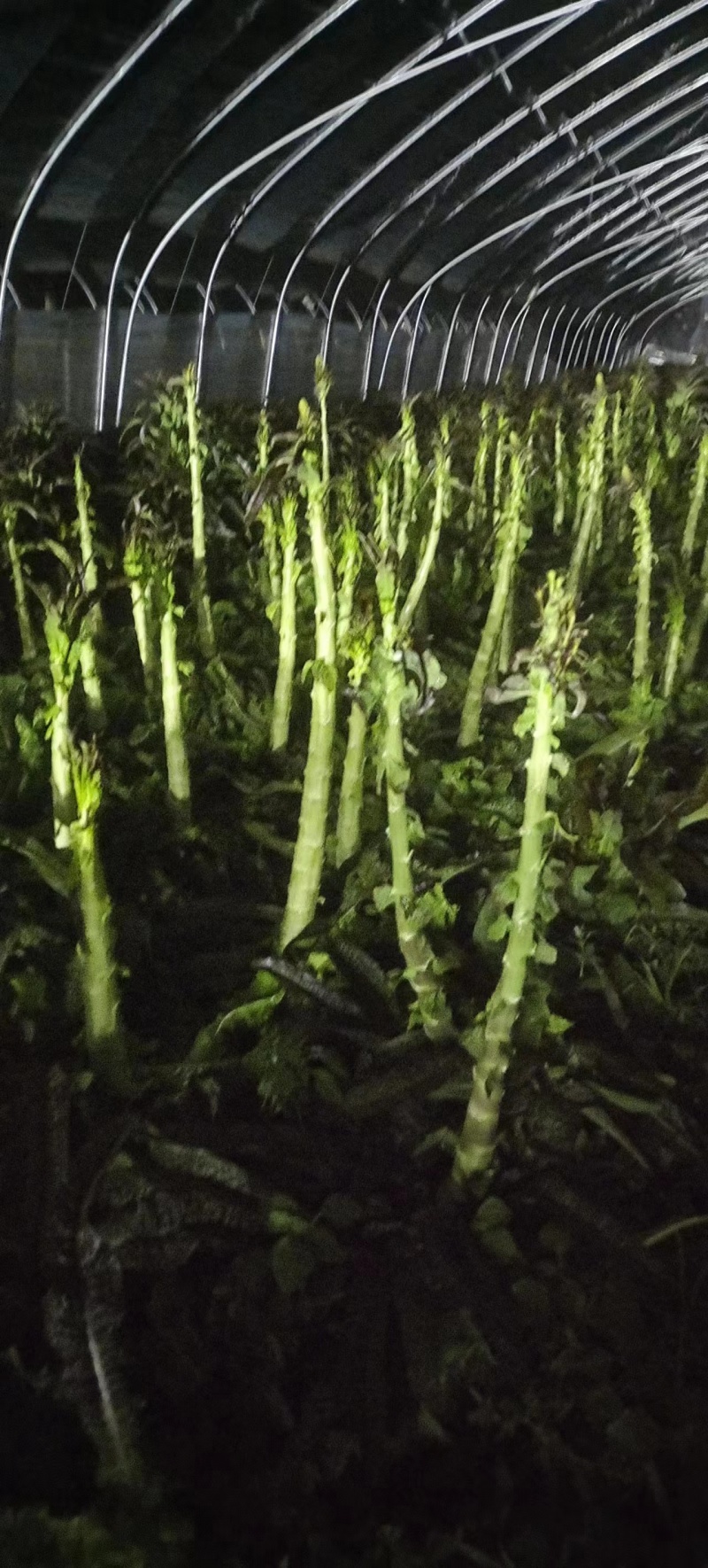 砀山产区红叶香莴笋品质保证量大价优可视频看货