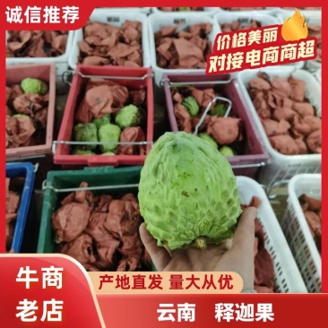 云南释迦果新鲜上市，视频看货，对接商超市场电商社区团购