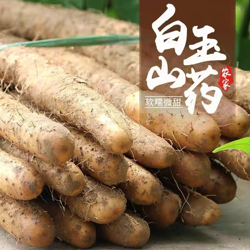 【白玉山药】产地直发量大价优一手货源欢迎致电咨询