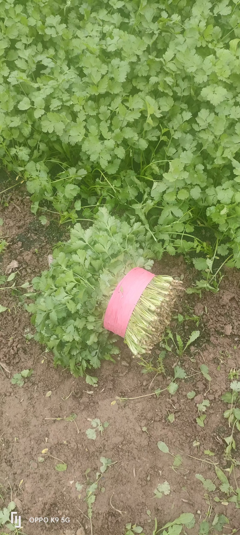 【实力推荐】大叶香菜基地供应价格优惠欢迎各大老板采购