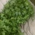【实力推荐】大叶香菜基地供应价格优惠欢迎各大老板采购