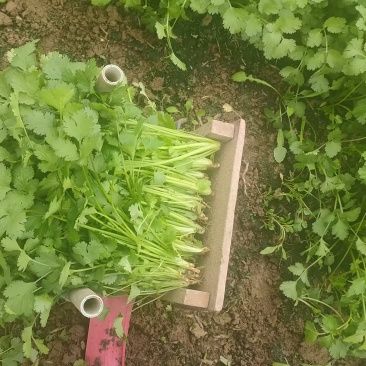【实力推荐】大叶香菜基地供应价格优惠欢迎各大老板采购
