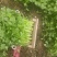 【实力推荐】大叶香菜基地供应价格优惠欢迎各大老板采购