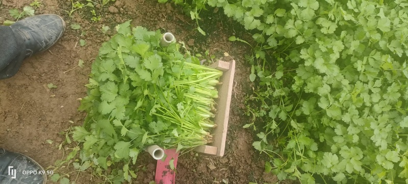 【实力推荐】大叶香菜基地供应价格优惠欢迎各大老板采购