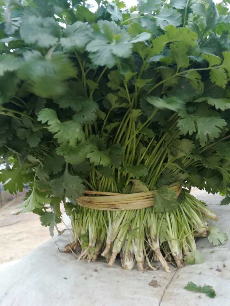 【实力推荐】大叶香菜基地供应价格优惠欢迎各大老板采购