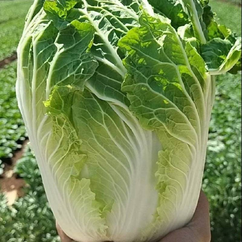 河南开封大白菜新鲜上市，视频看货全国发货，对接商超市场