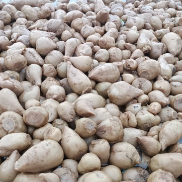 高盐芥菜头基地供应量大质优价格优惠一手货源欢迎采购