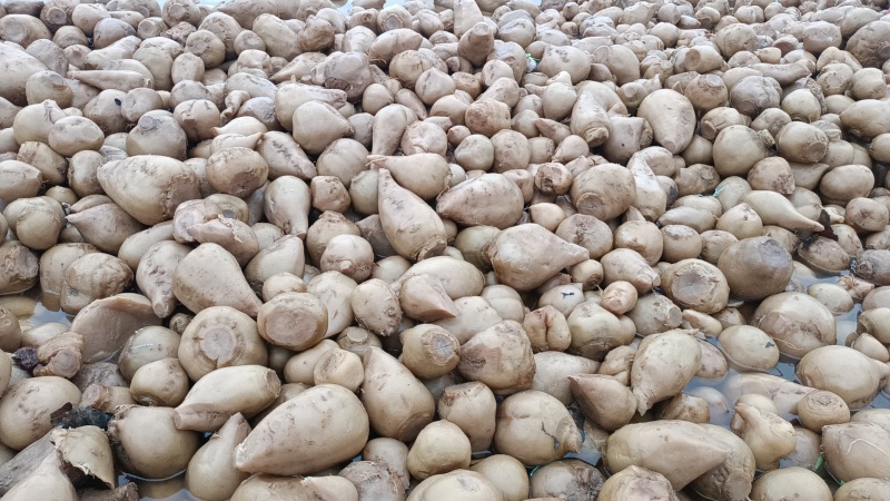 高盐芥菜头基地供应量大质优价格优惠一手货源欢迎采购