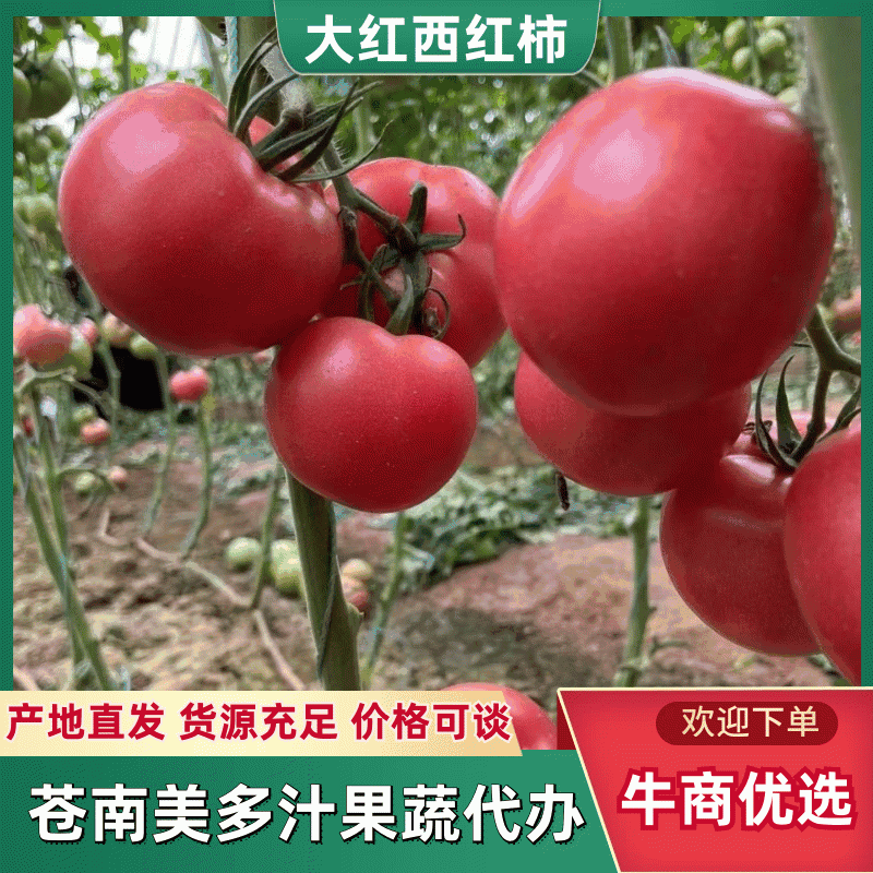 【口感好】硬粉西红柿蜜蜂授粉硬度好耐运输现场看货满意为止