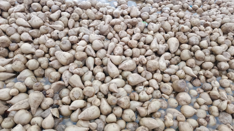高盐芥菜头基地供应量大质优价格优惠一手货源欢迎采购