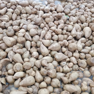 腌制芥菜头可以制作成丝量大质优价格优惠欢迎采购