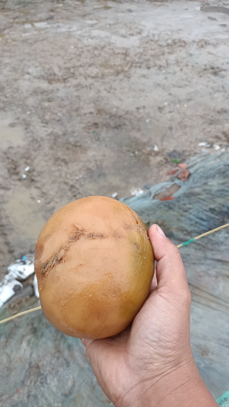 腌制芥菜头可以制作成丝量大质优价格优惠欢迎采购