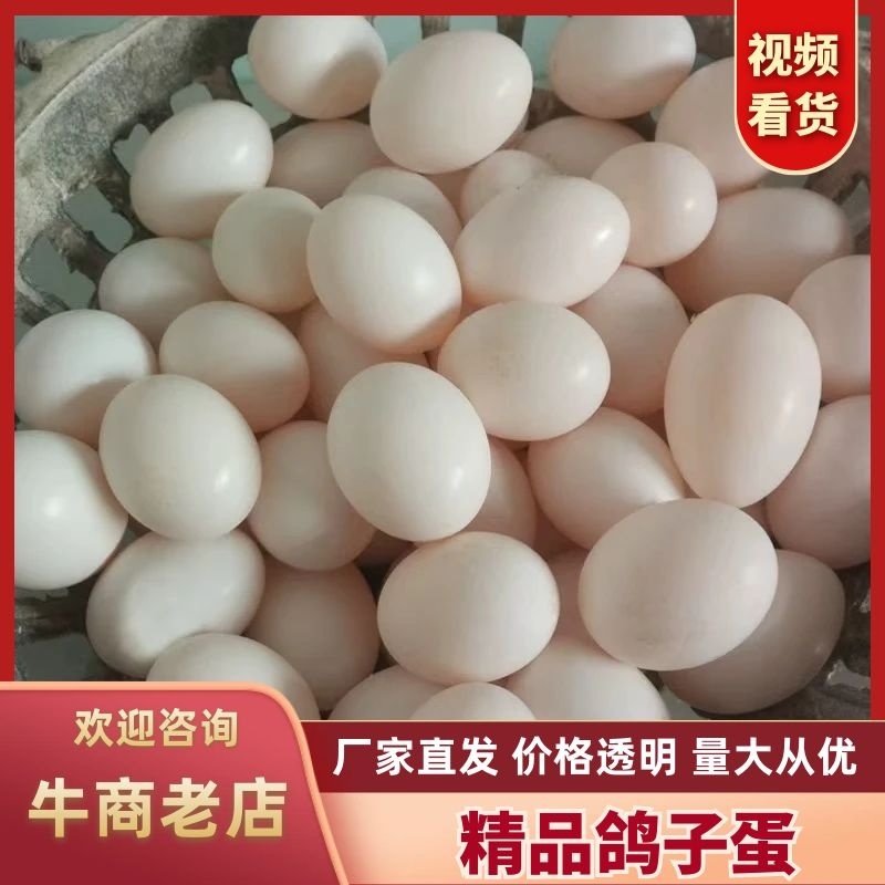 【优选鸽子蛋】产地直发精品鸽子蛋价格美丽好吃不贵欢迎咨询
