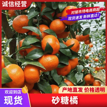 精品正宗广西砂糖橘大量上市产地一手货源直供，品质保证！
