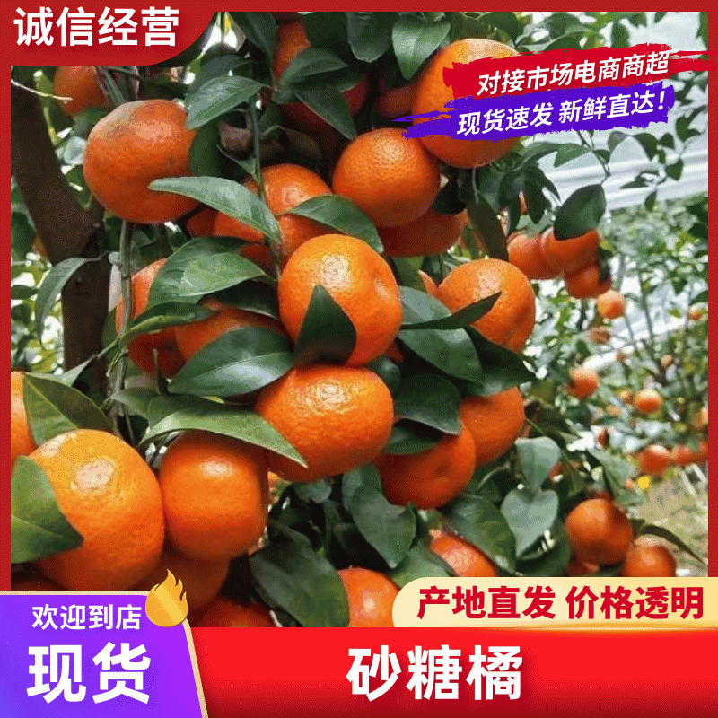 精品正宗广西砂糖橘大量上市产地一手货源直供，品质保证！