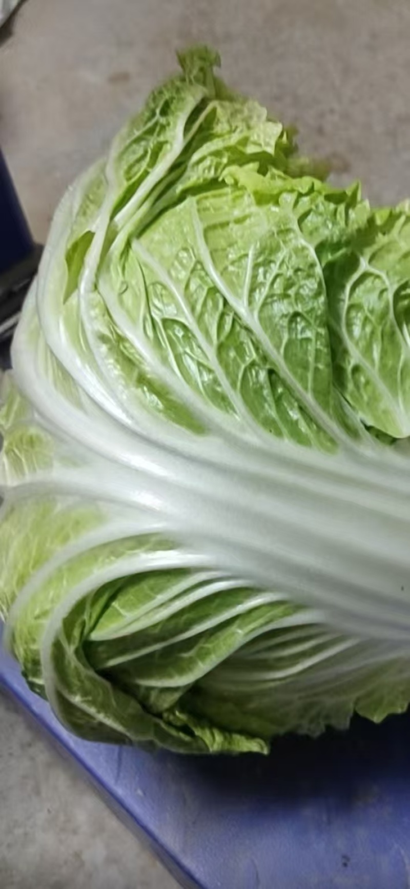 白菜北京3号大量供应，鸡腿菜，868超市，食堂，电商