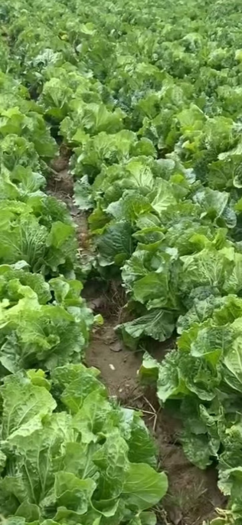白菜北京3号大量供应，鸡腿菜，868超市，食堂，电商