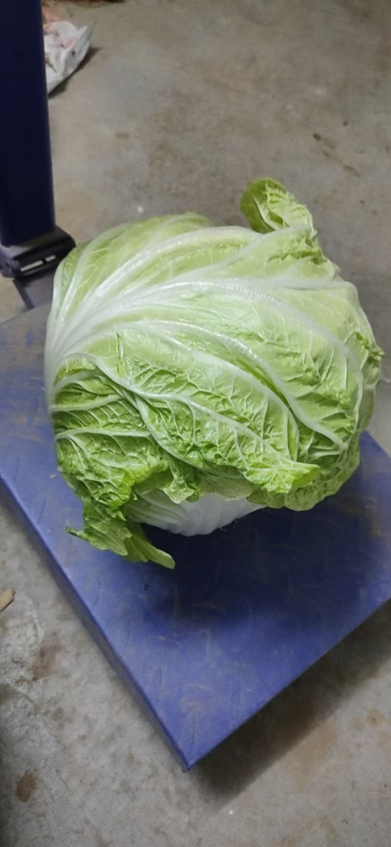 白菜北京3号大量供应，鸡腿菜，868超市，食堂，电商