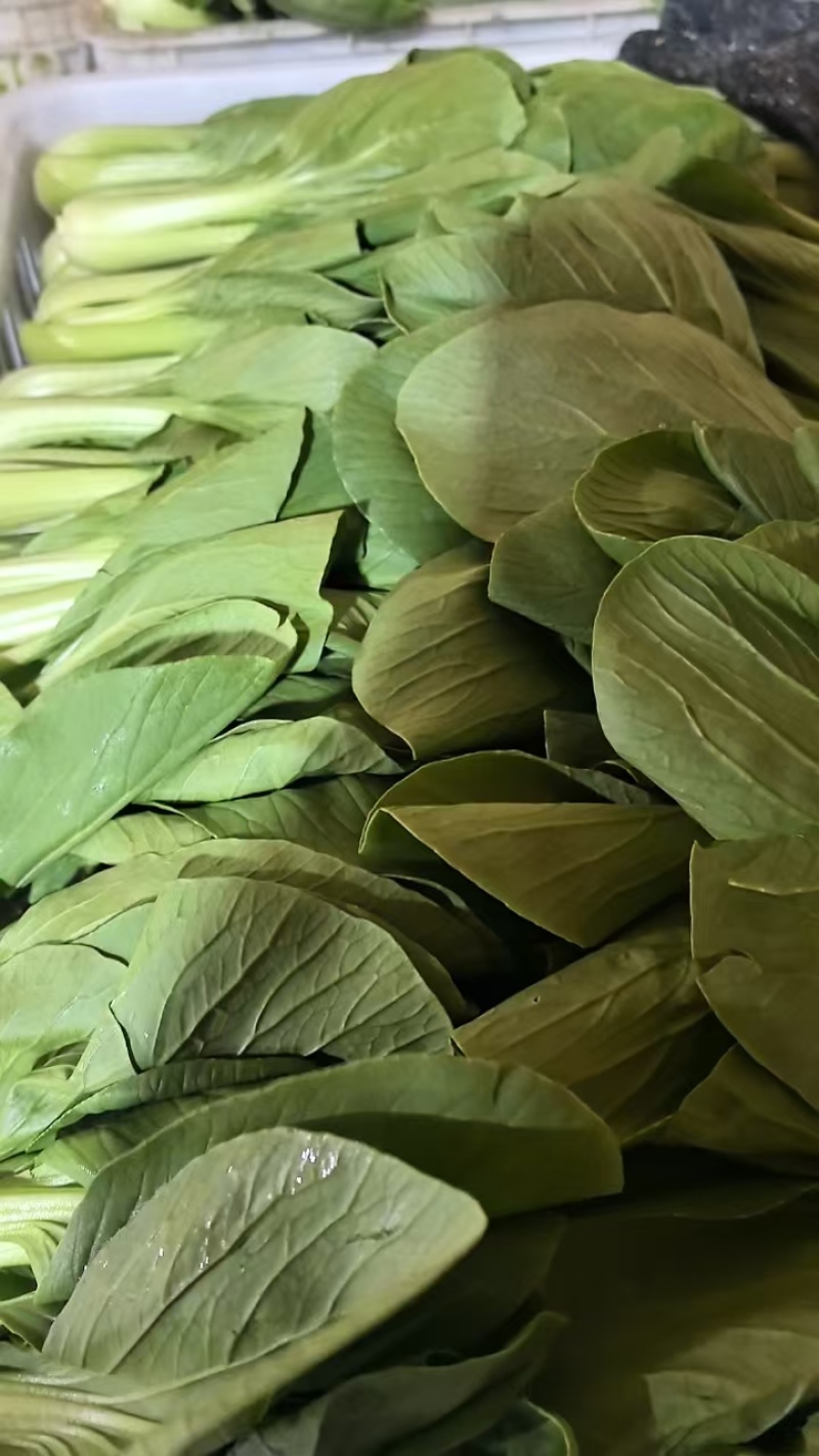 优质上海青大量上市，全国发货，可视频看货，量大从优