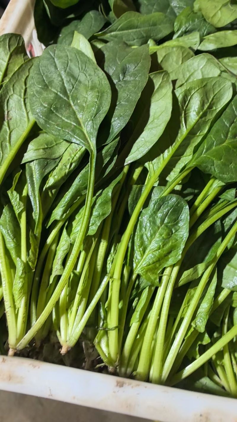 优质菠菜大量上市，全国发货，可视频看货，量大从优