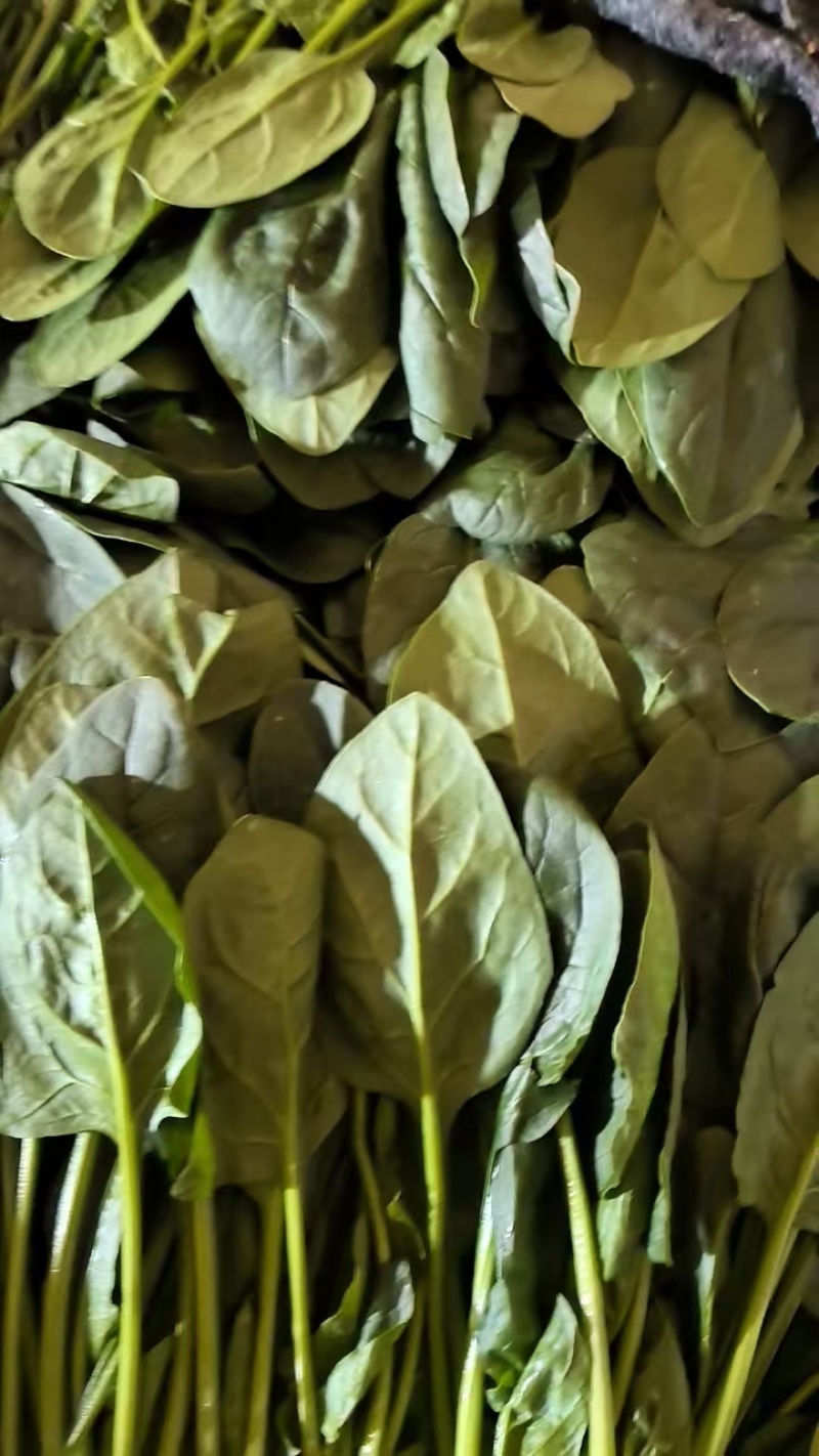 优质菠菜大量上市，全国发货，可视频看货，量大从优