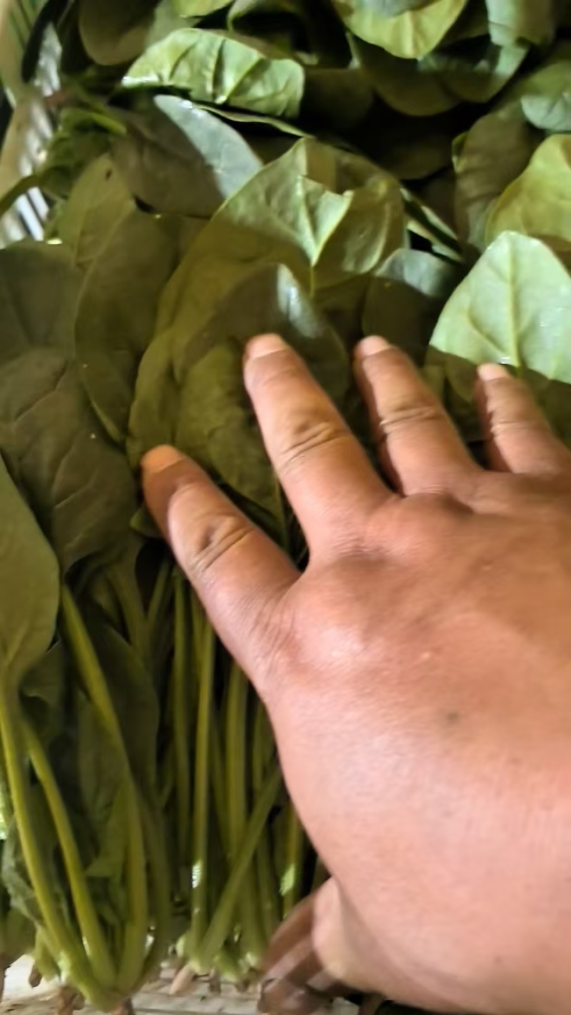 优质菠菜大量上市，全国发货，可视频看货，量大从优
