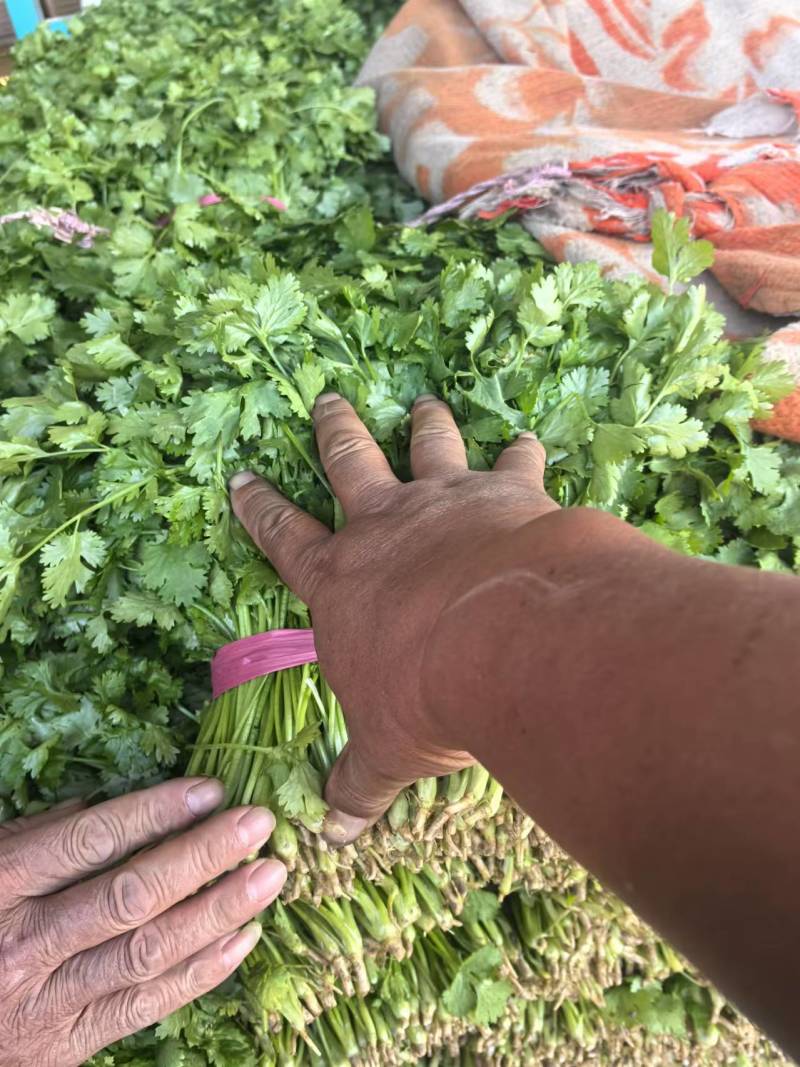 优质香菜大量上市，全国发货，量大从优，可视频看货