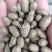河北蠡县山药豆大量货源规格齐全产地代办代发欢迎联系