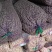 河北蠡县山药豆大量货源规格齐全产地代办代发欢迎联系