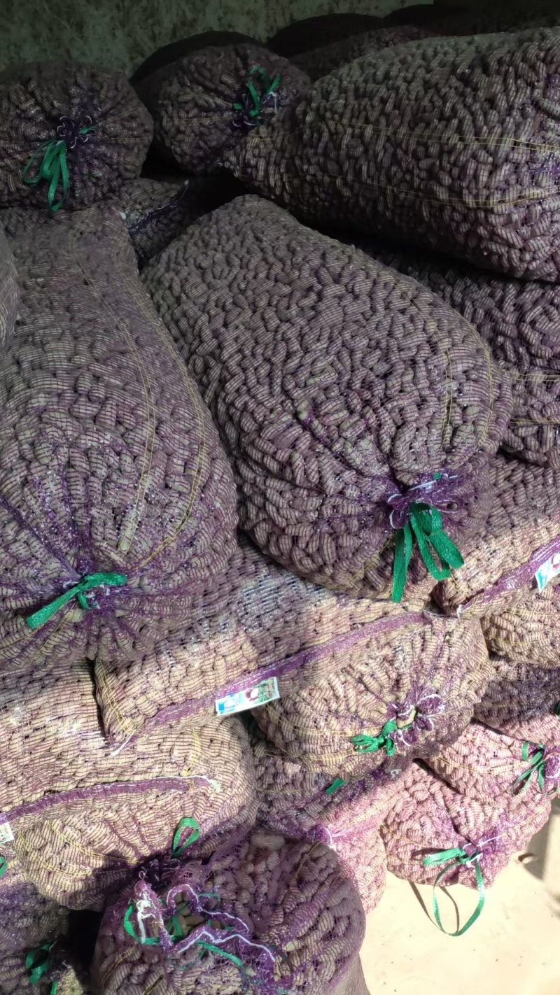 河北蠡县山药豆大量货源规格齐全产地代办代发欢迎联系