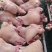 全网低价牛头肉特卖保质保量自产自销现货供应