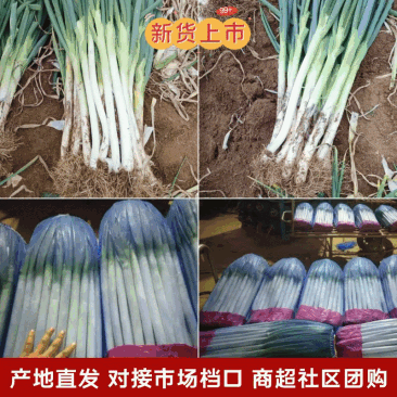 【货源充足】费县铁杆大葱，供应电商平台，超市、农贸市场