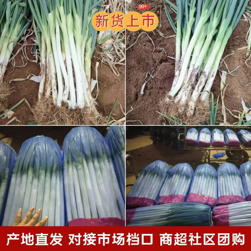 【货源充足】费县铁杆大葱，供应电商平台，超市、农贸市场