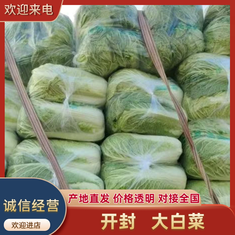 河南开封大白菜新鲜上市，视频看货全国发货，对接商超市场