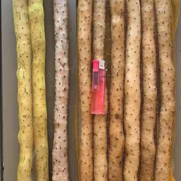 河北蠡县小白嘴山药大量走货产地代办欢迎联系