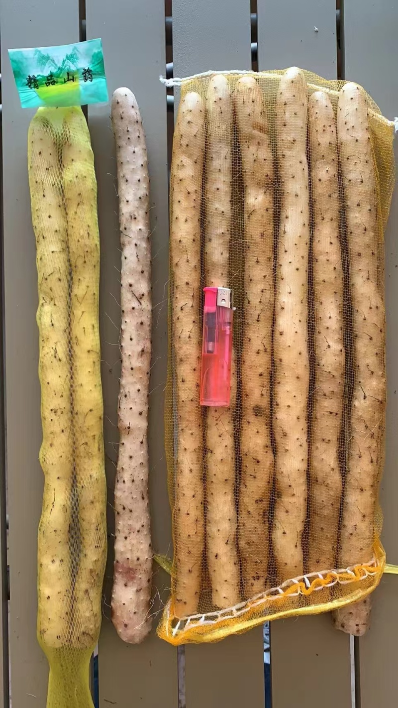 河北蠡县小白嘴山药大量走货产地代办欢迎联系