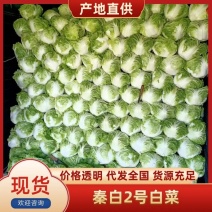 河南焦作秦白2号大白菜大量供应中，代发全国，欢迎采购