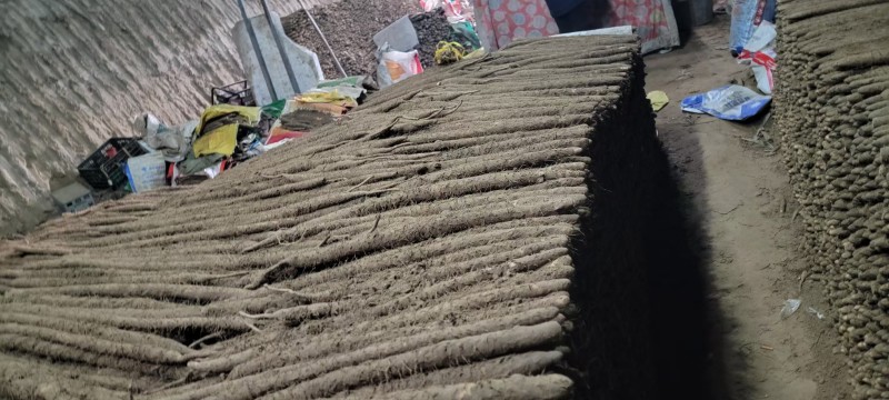麻山药河北山药产地一手货源品质保障量大优惠