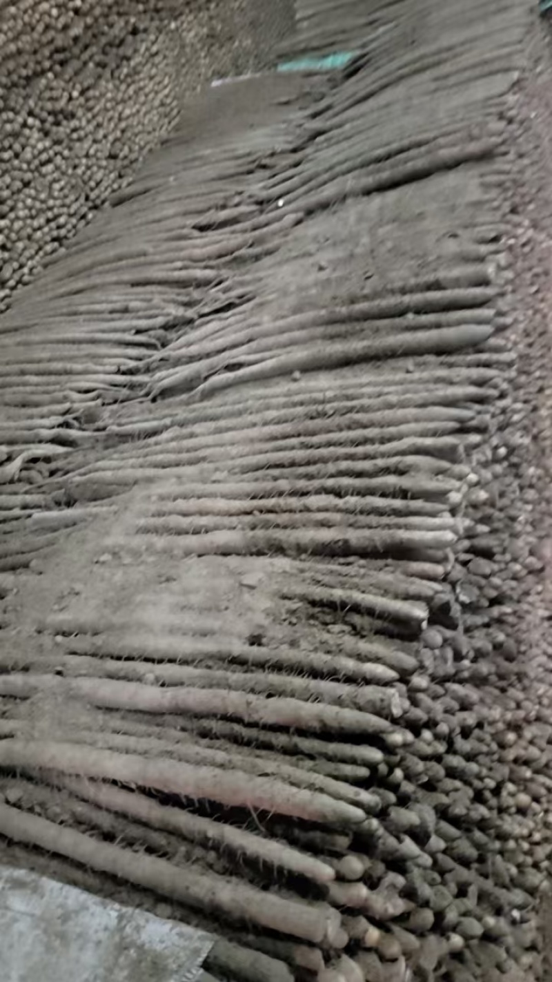麻山药河北山药产地一手货源品质保障量大优惠