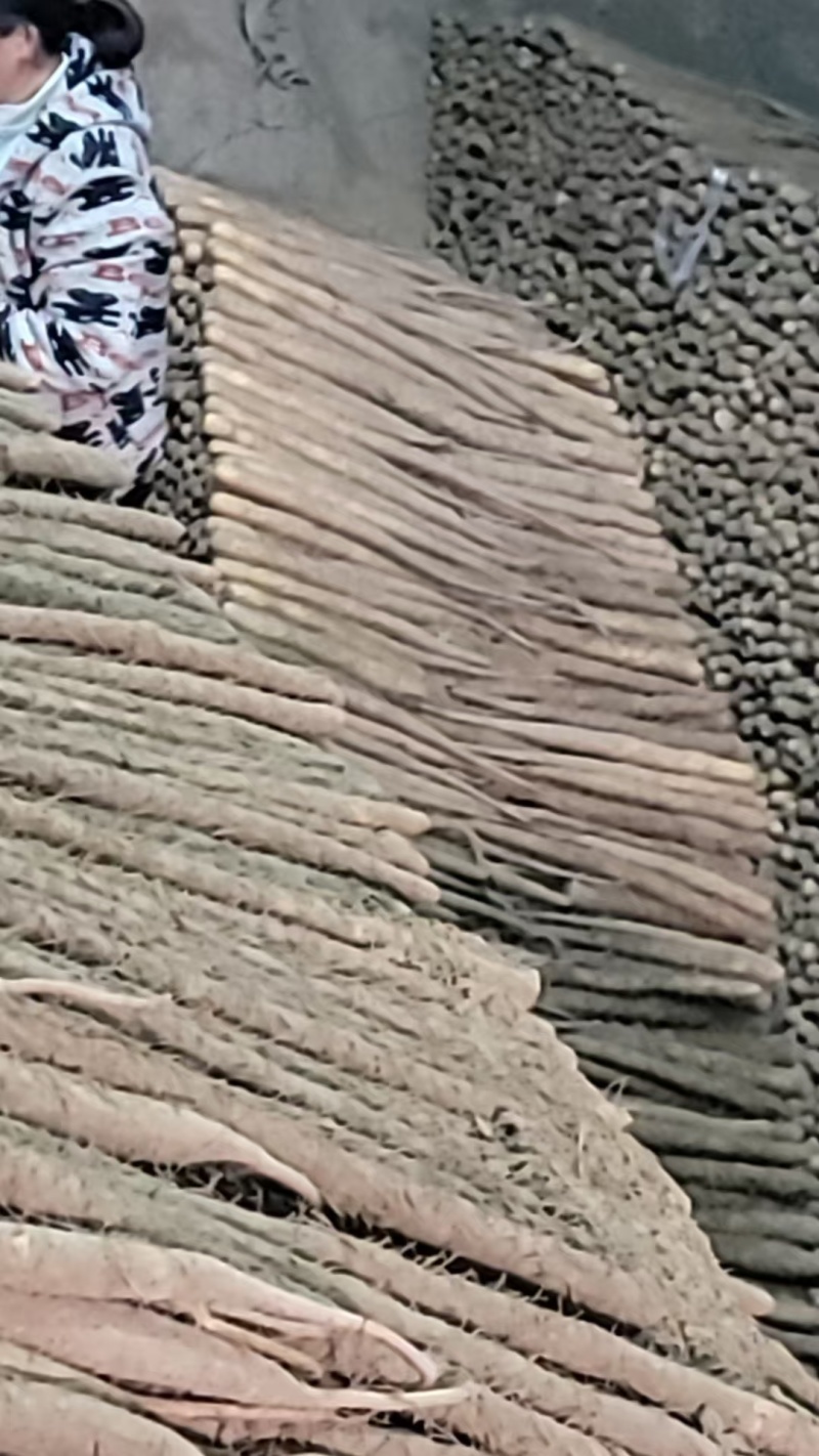麻山药河北山药产地一手货源品质保障量大优惠