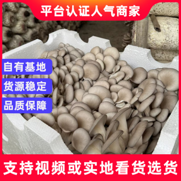 新鲜采摘平菇全年有货稳定品质，沃尔玛永辉超市都来定