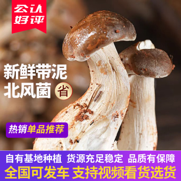新鲜带泥北风菌菇儿多当天采摘当天可发走，供山姆盒马生鲜