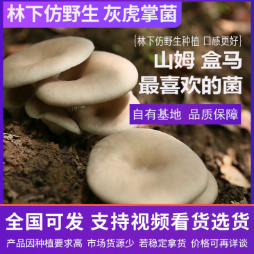 稀有林下仿野生种植灰虎掌菌自有基地种植品质有保障