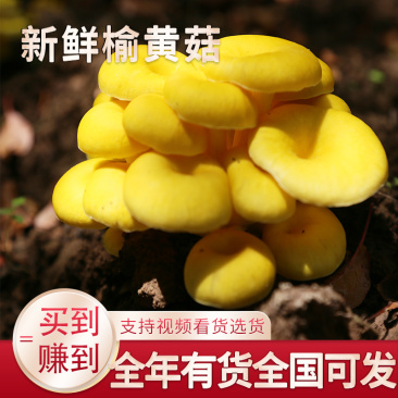 榆黄菇，自有基地种植，新鲜实用菌，量大从优，全年有货。