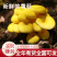 榆黄菇，自有基地种植，新鲜实用菌，量大从优，全年有货。