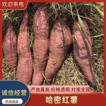 哈密红薯江苏红薯产地直发已糖化品质保障对接全国