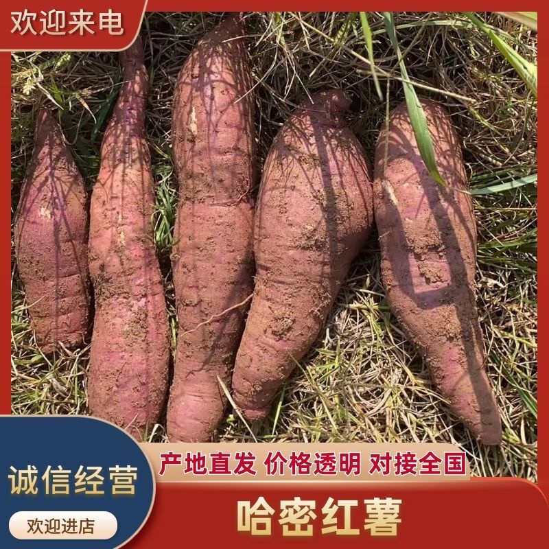 哈密红薯江苏红薯产地直发已糖化品质保障对接全国