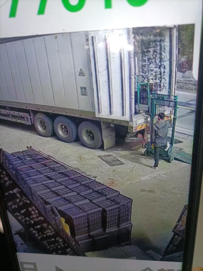 精品鲜香菇足斤足两精挑细选规格齐全价格便宜欢迎看货拉货